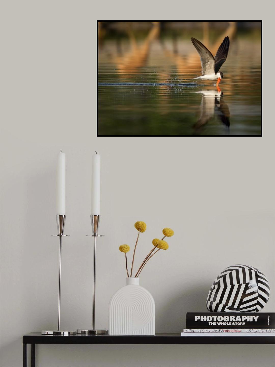The African Skimmer Poster och Canvastavla