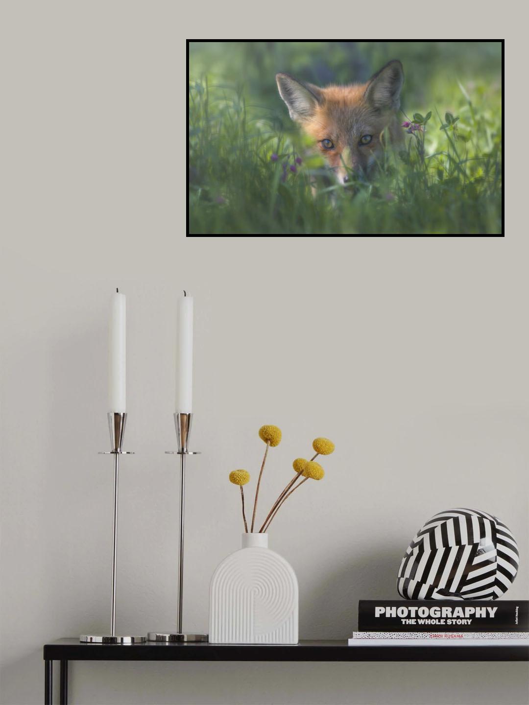 Red fox Poster och Canvastavla