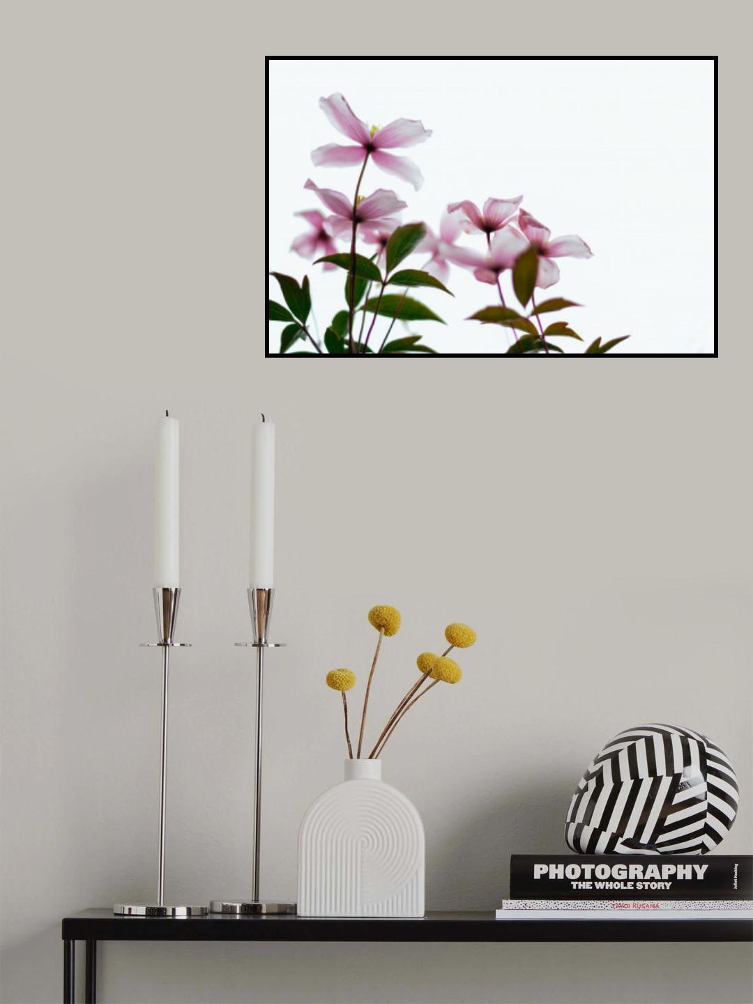 Clematis Blooms - High Key Poster och Canvastavla