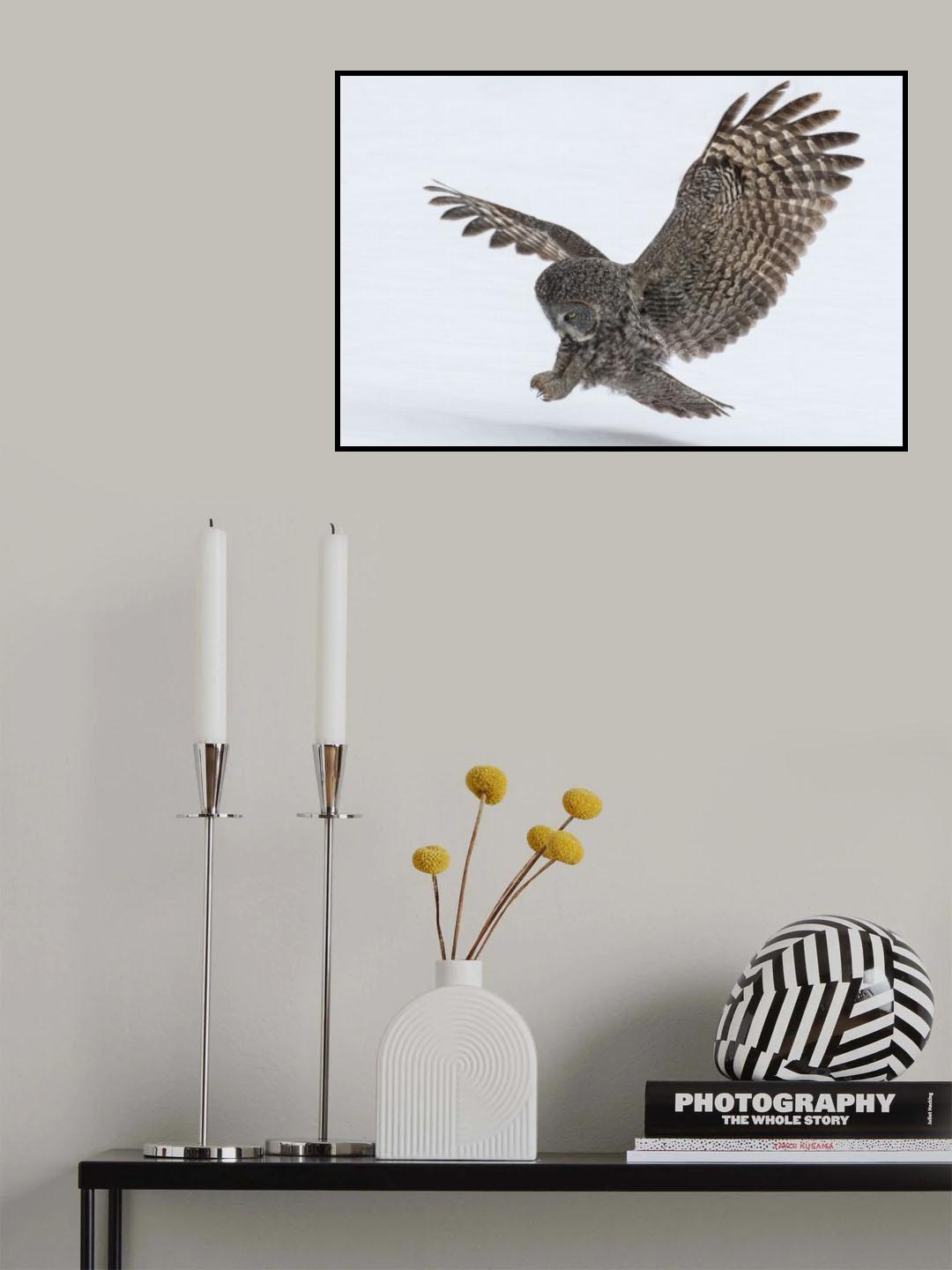 Owl Wings Poster och Canvastavla