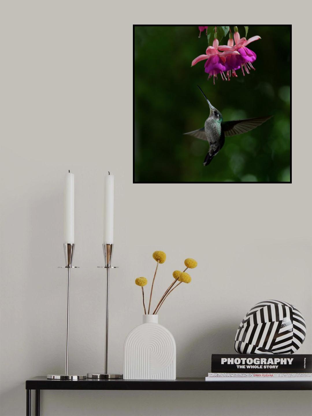 Hummingbird Poster och Canvastavla