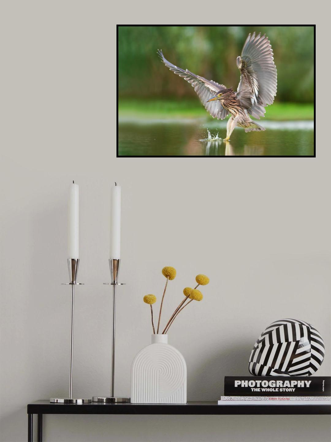 Night heron Poster och Canvastavla