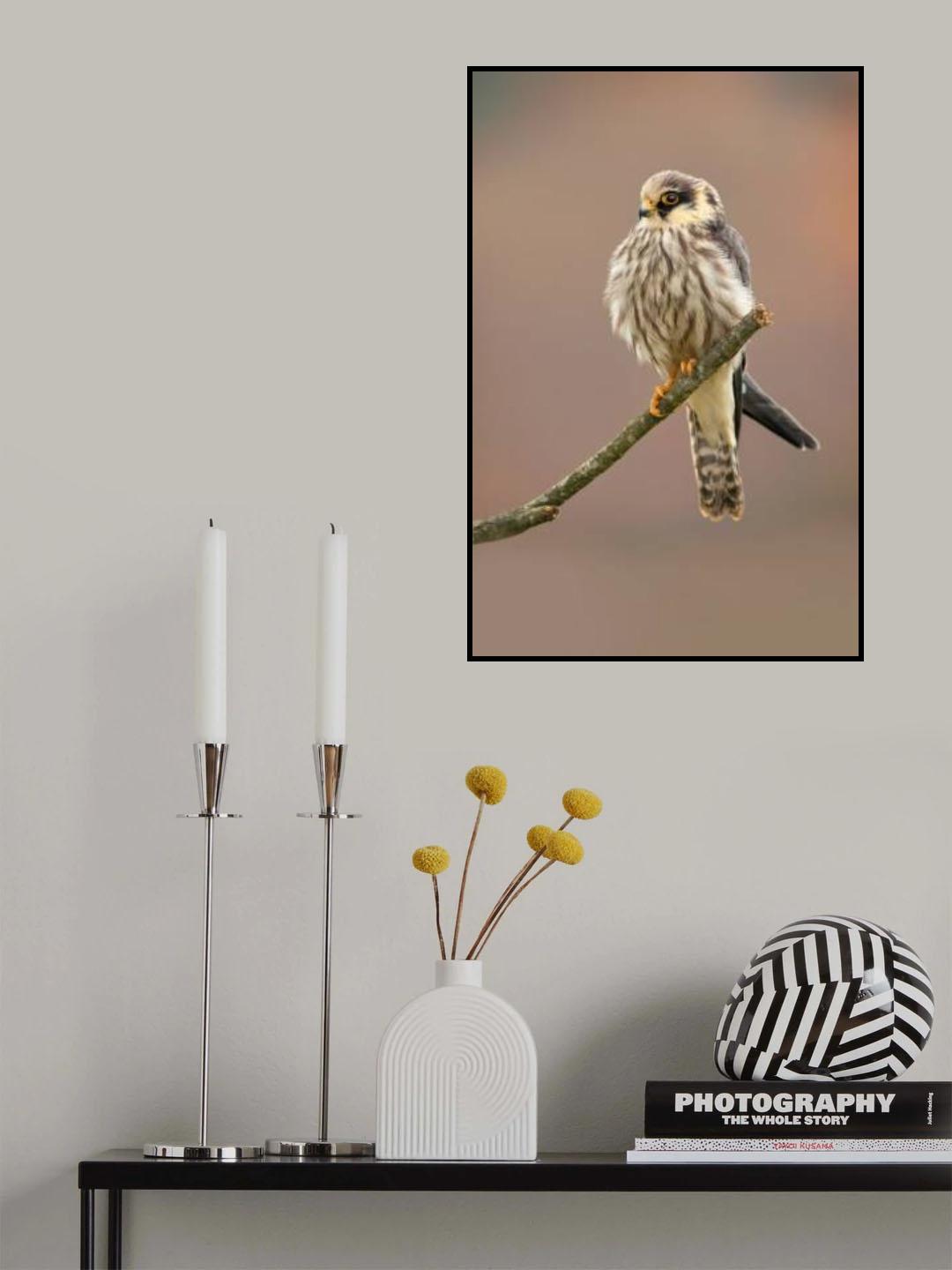 Red-footed falcon Poster och Canvastavla