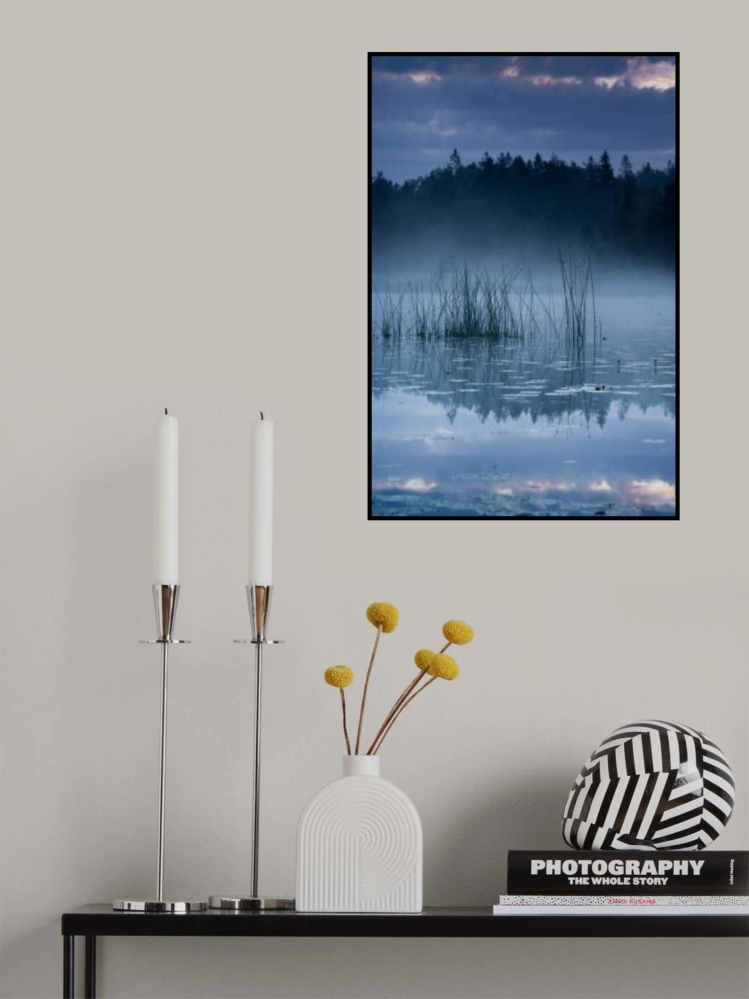 Reed in the morning light Poster och Canvastavla