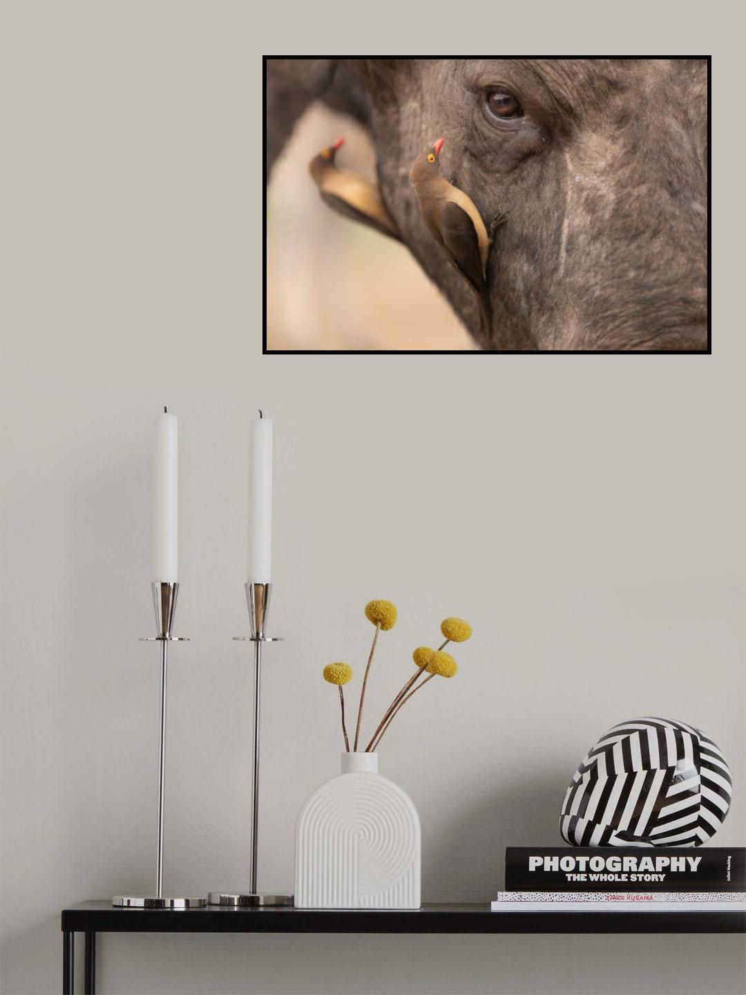 Buphagus and buffalo Poster och Canvastavla