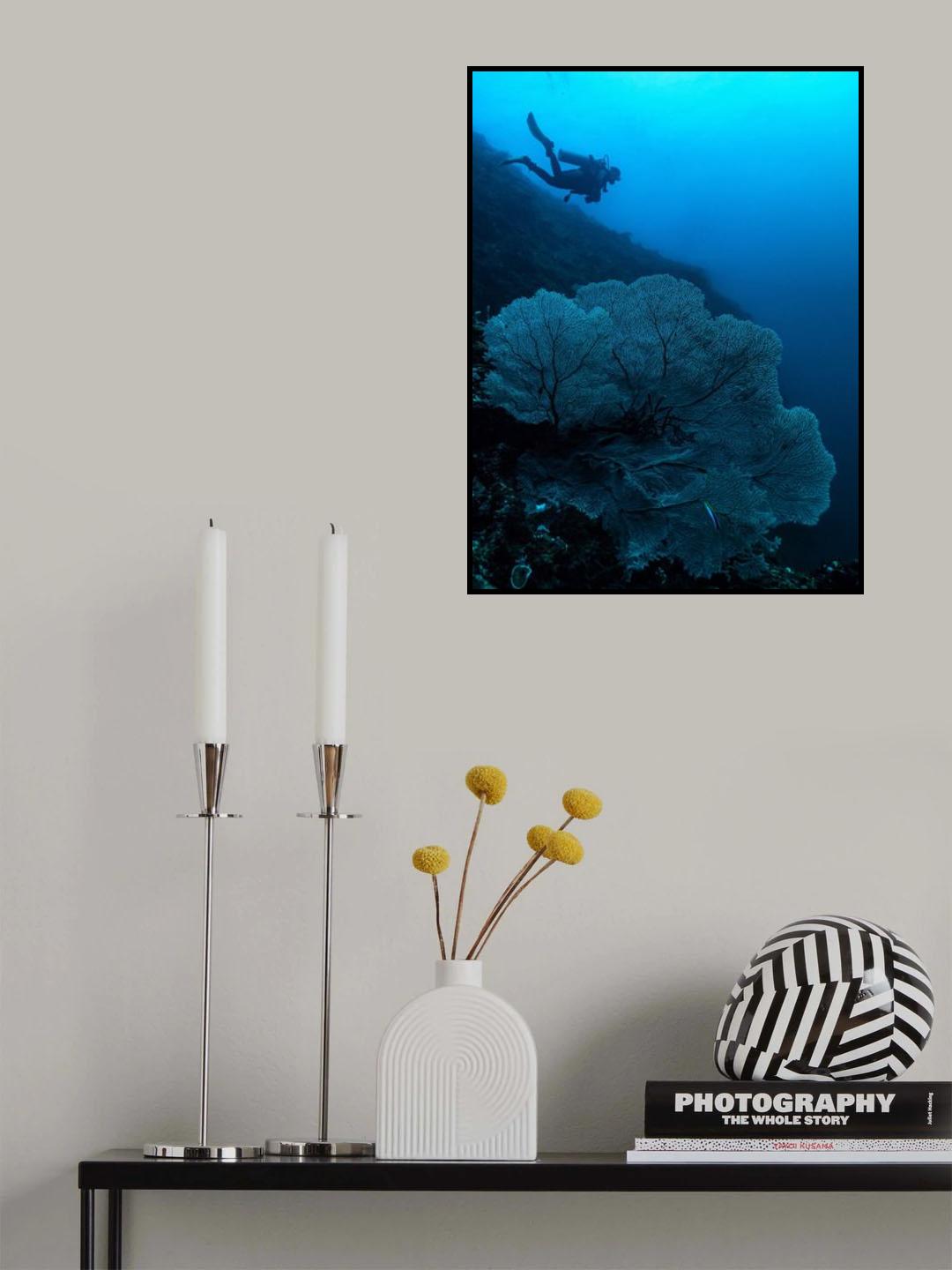Looking for sharks Poster och Canvastavla