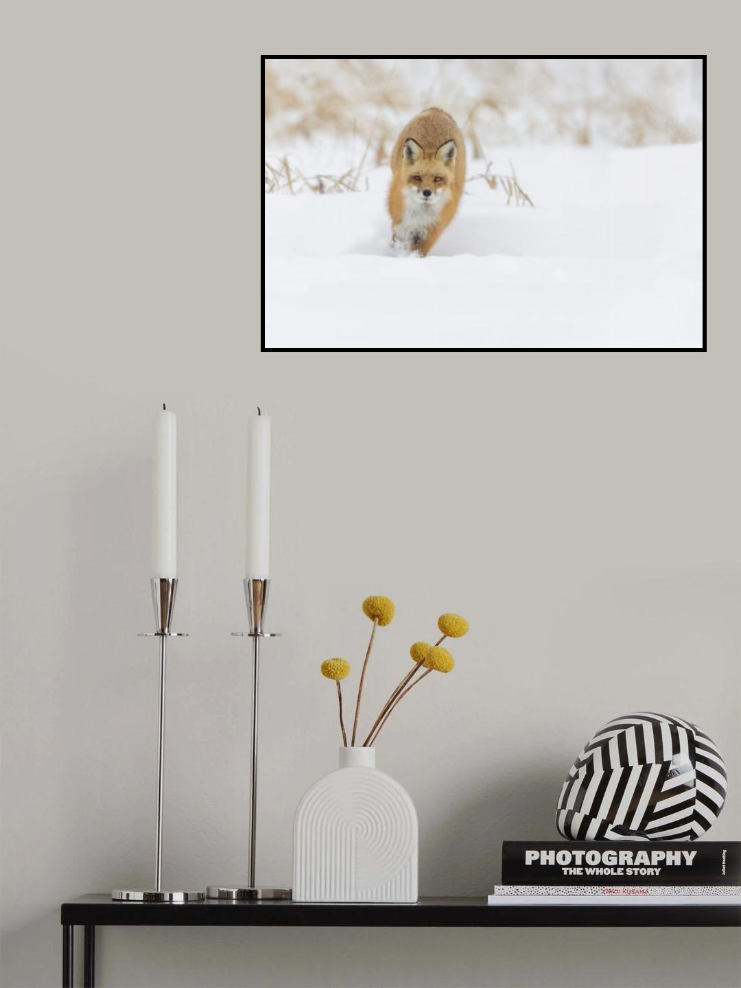 Fox hunting in winter Poster och Canvastavla