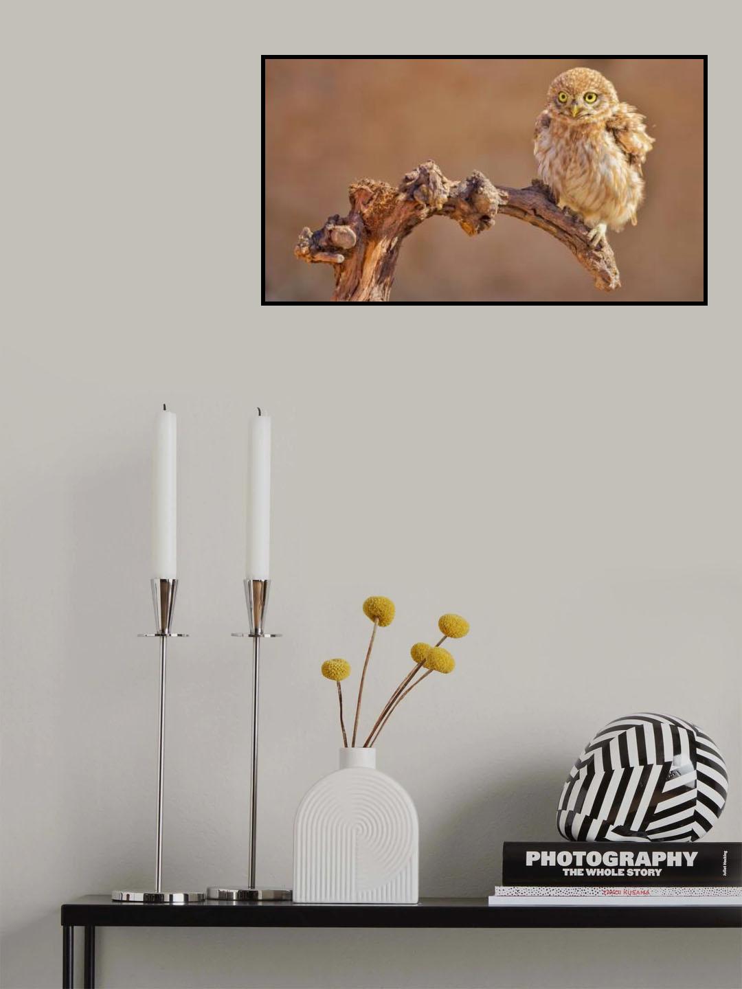 Little Owl Poster och Canvastavla
