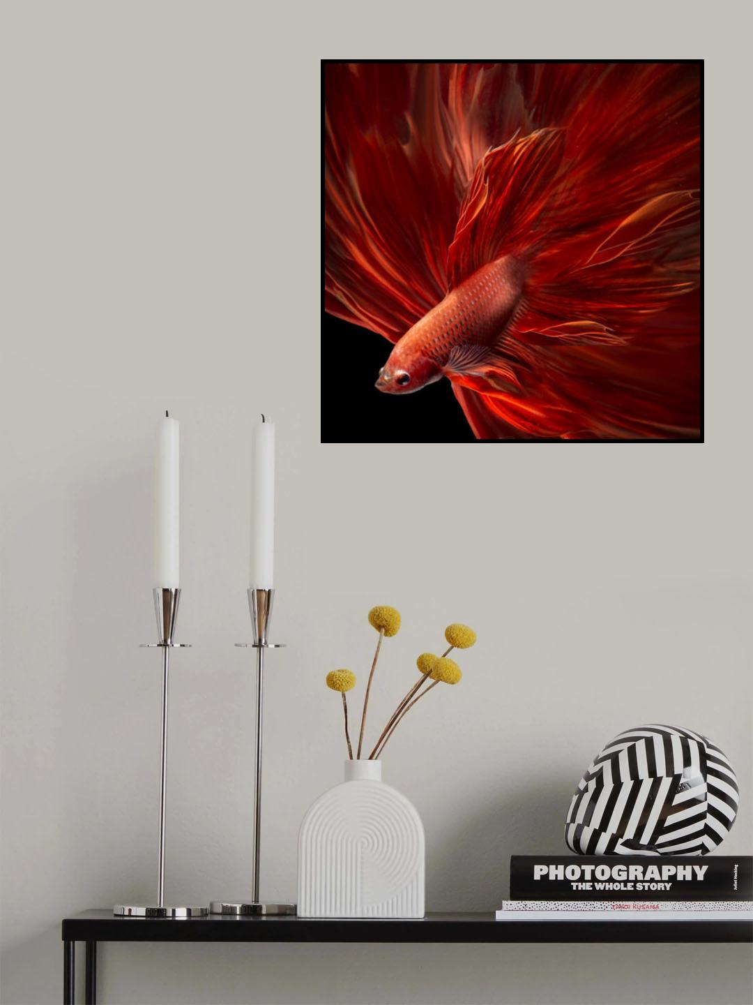 Red Fire Bettafish Poster och Canvastavla