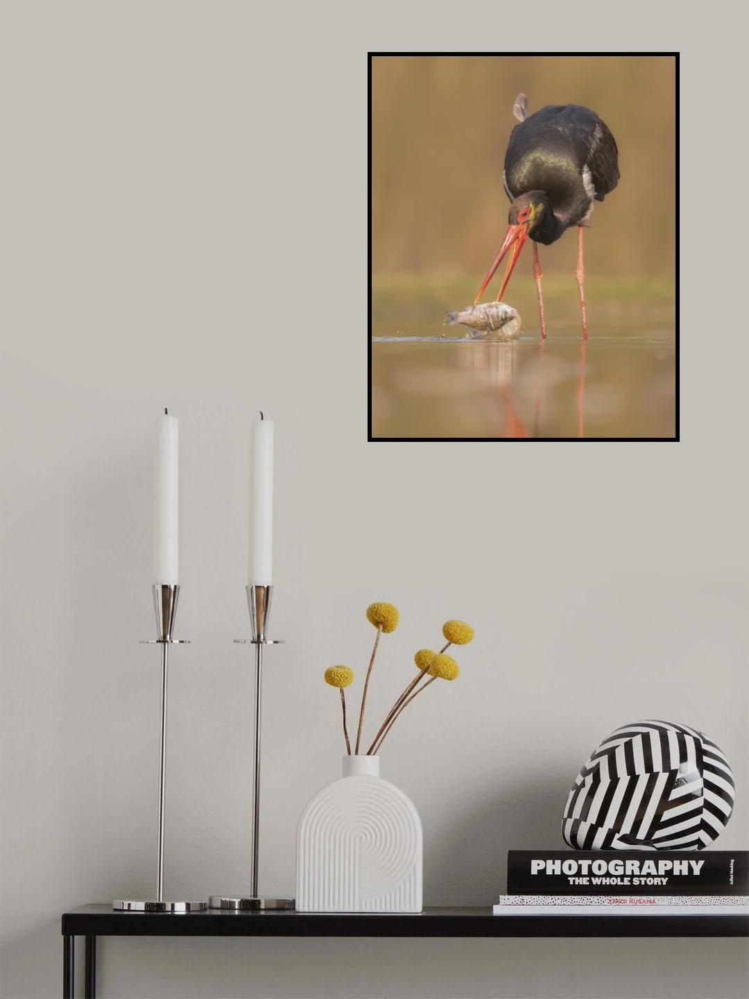 Black stork fishing Poster och Canvastavla