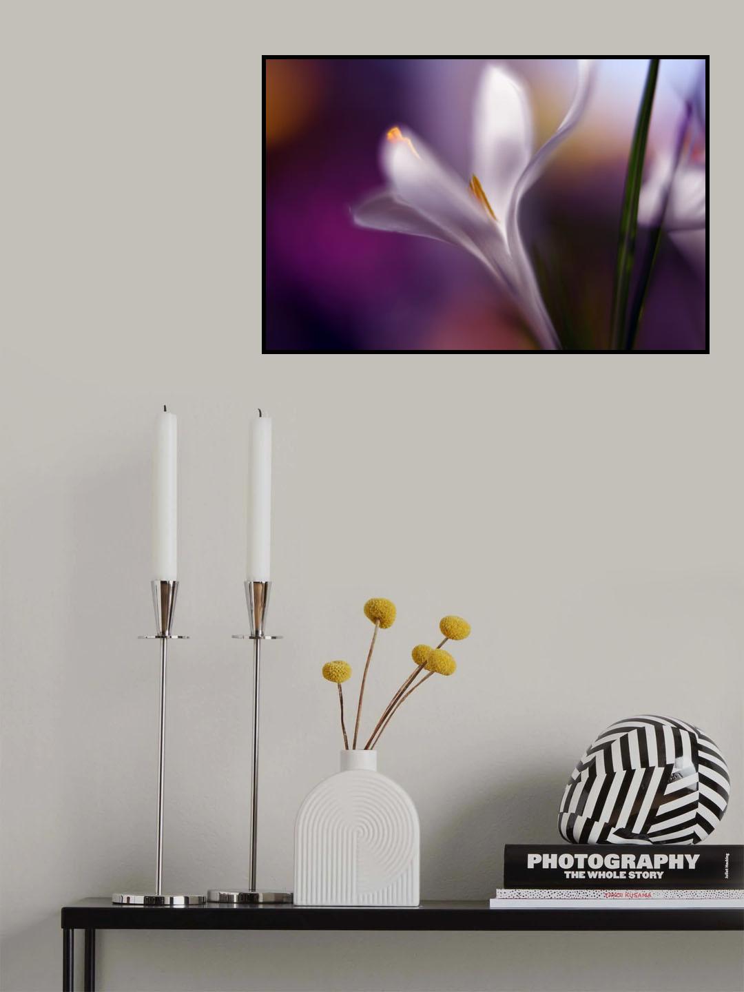 Midnight crocus Poster och Canvastavla