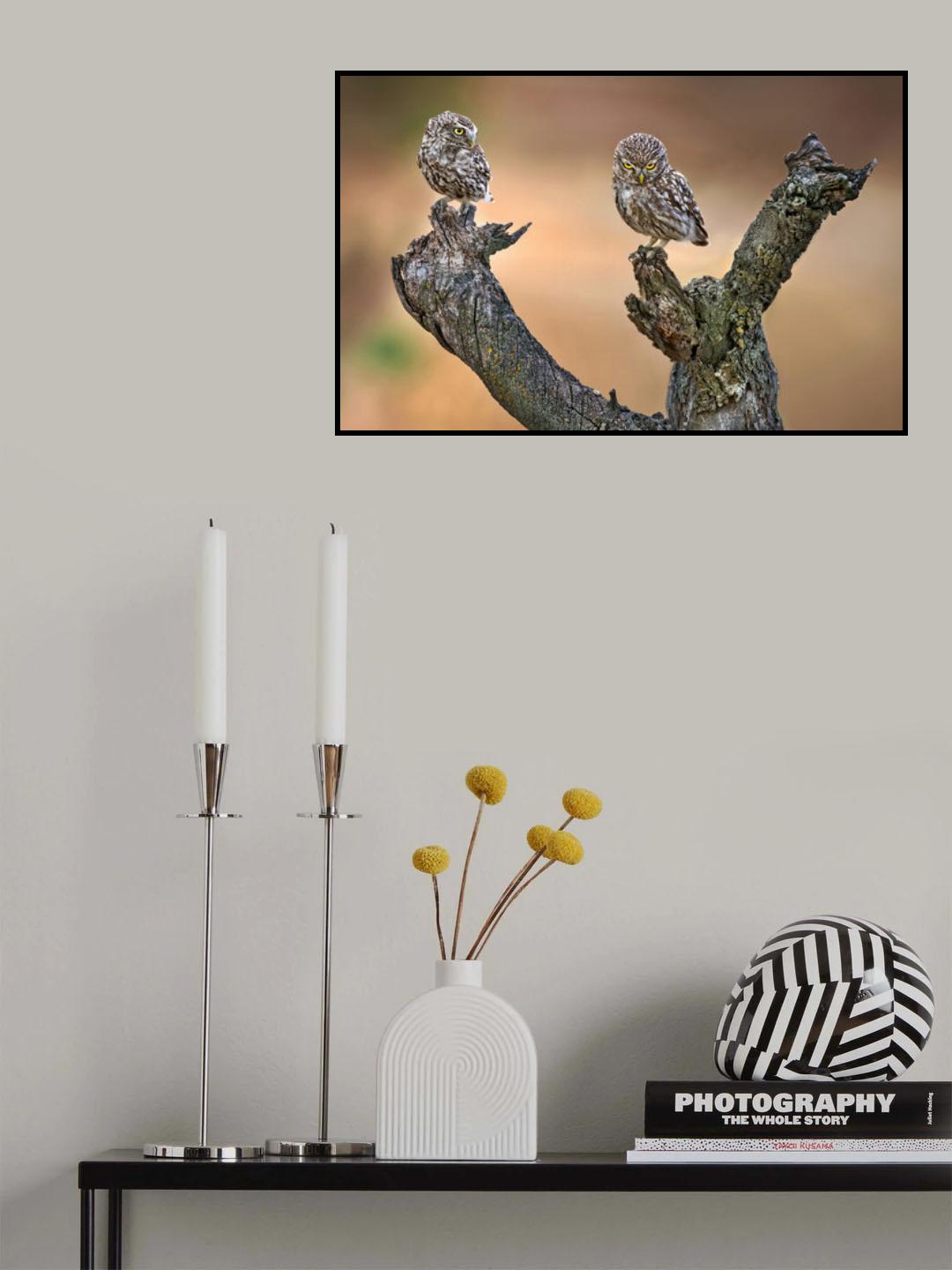 Little Owls Poster och Canvastavla
