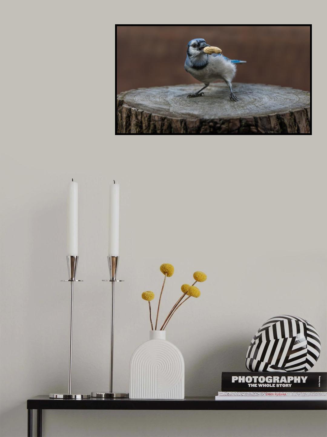 Blue jay bird Poster och Canvastavla