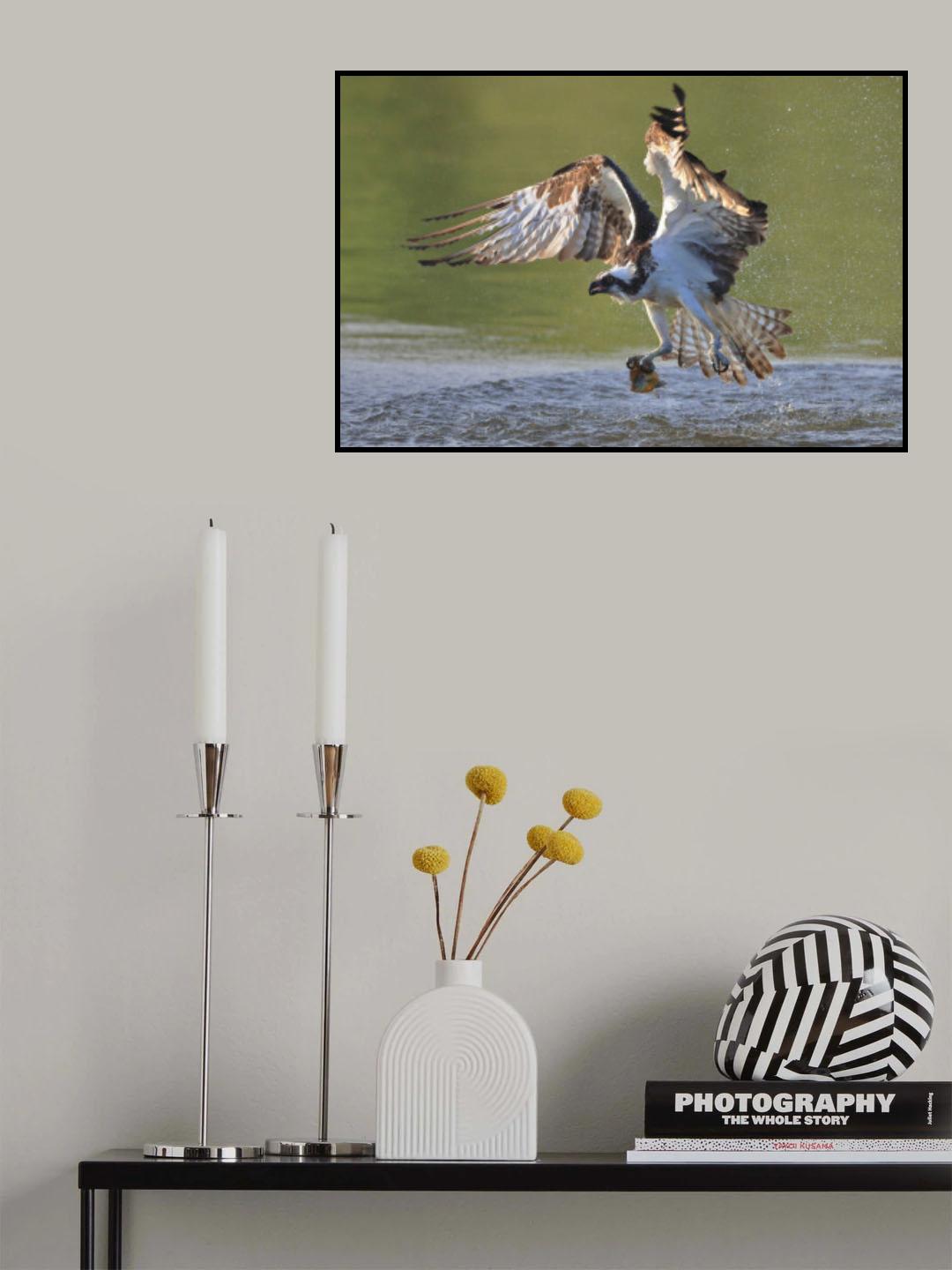 Osprey in hunting Poster och Canvastavla