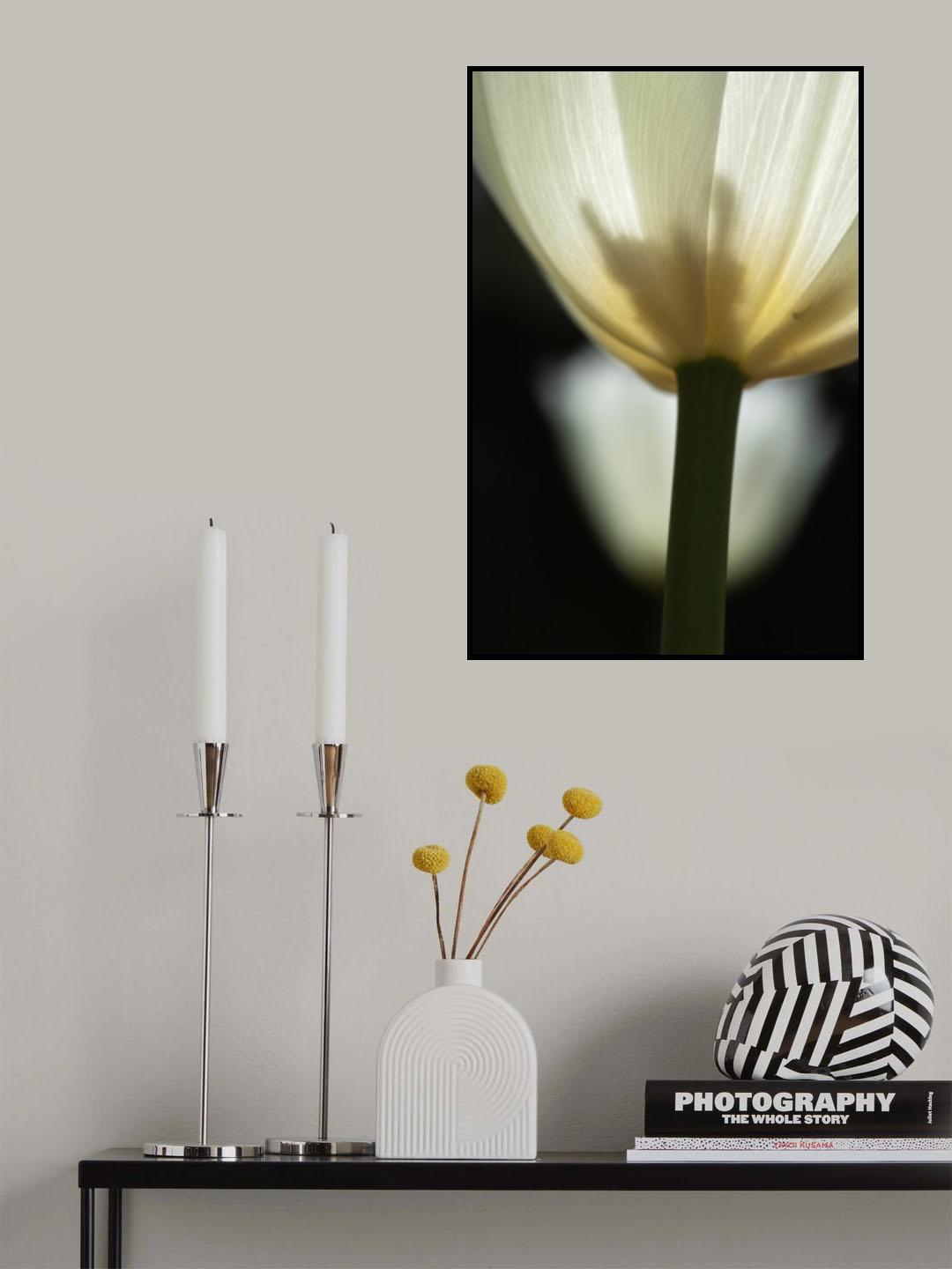 white tulip close up Poster och Canvastavla