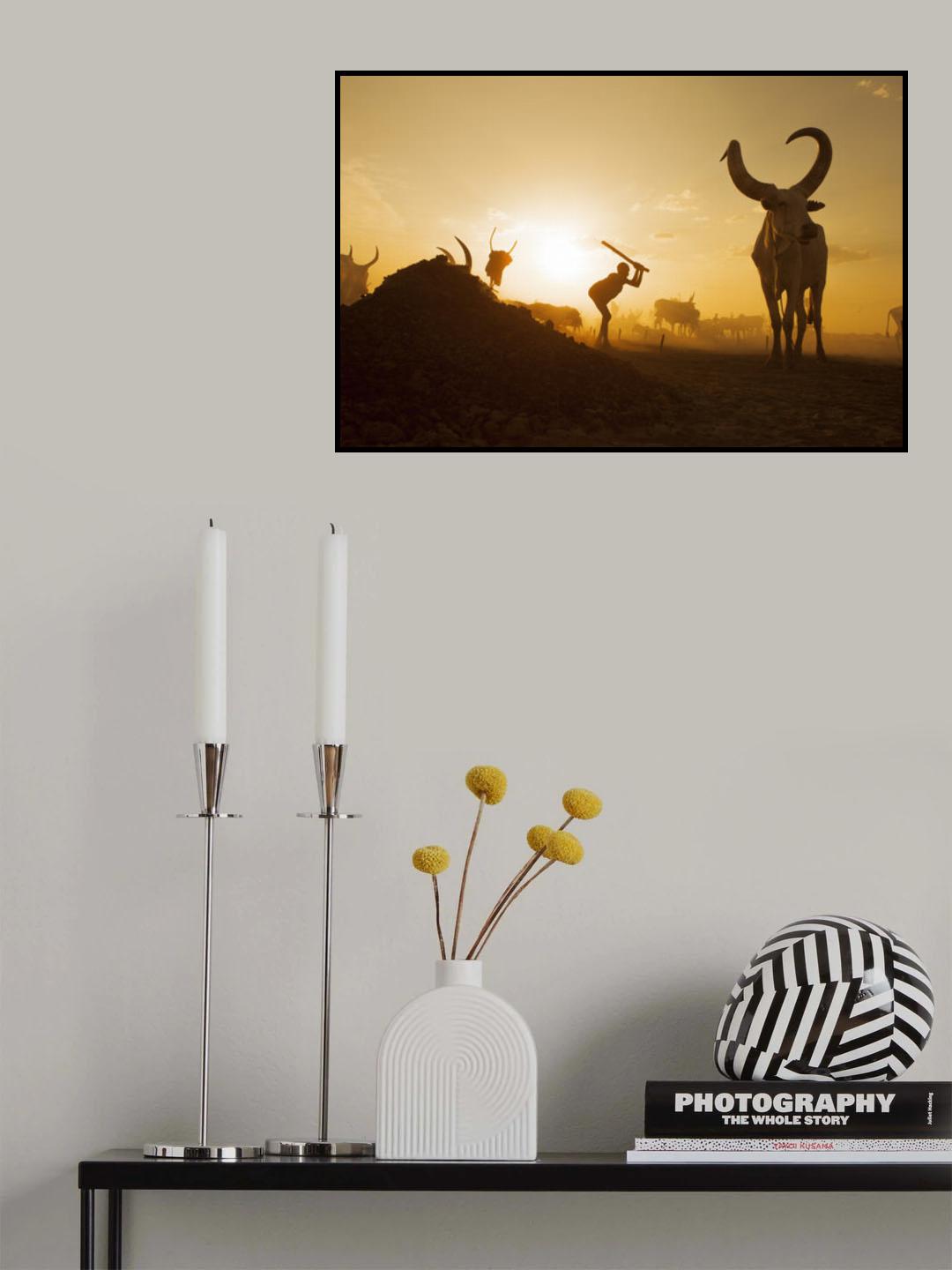 Mundari Cattle Camp Poster och Canvastavla