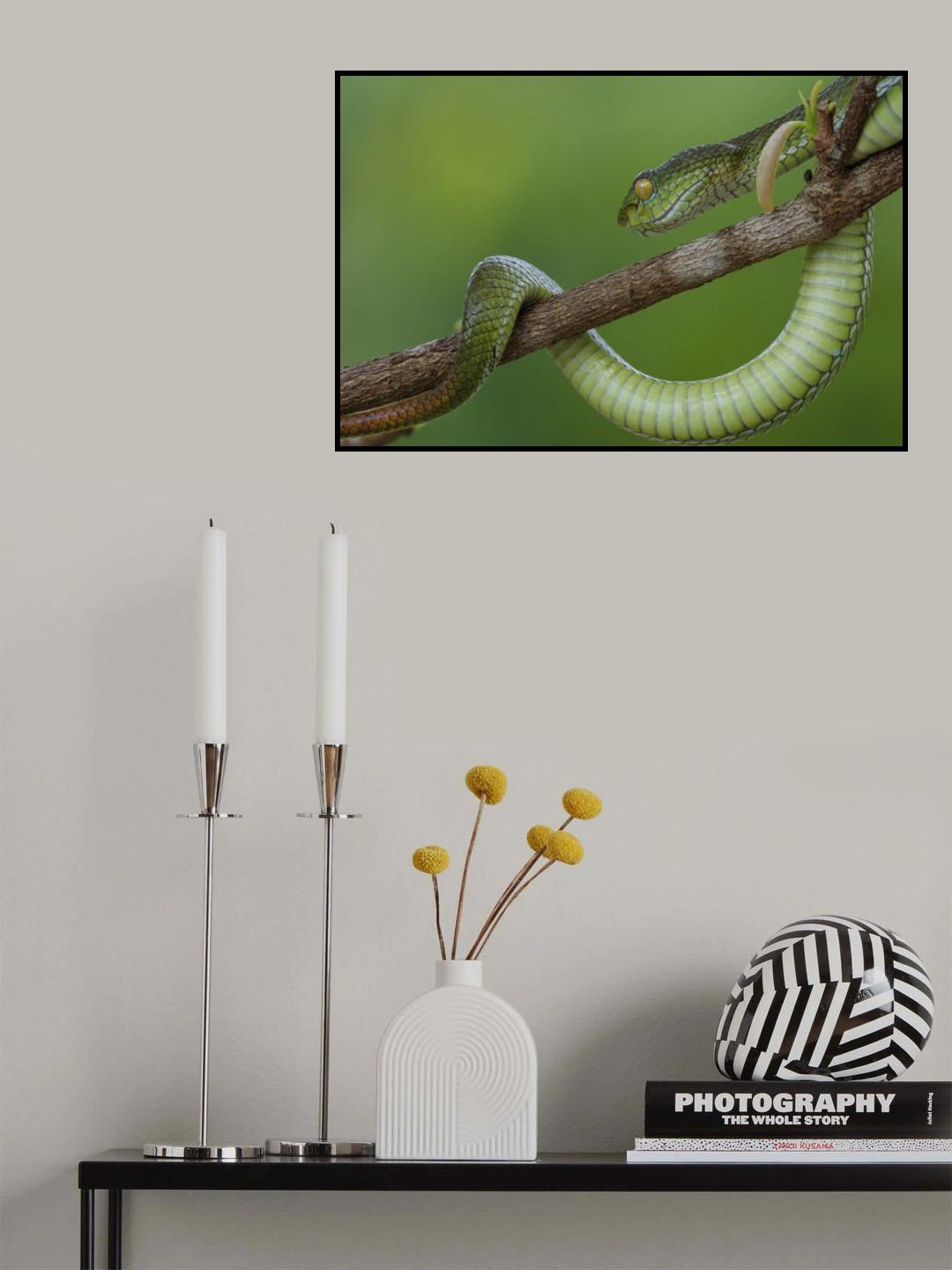 Snake in vietnam Poster och Canvastavla
