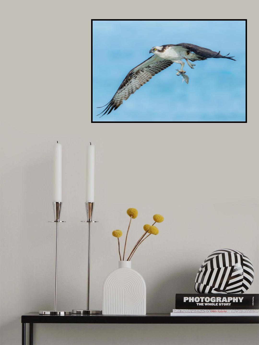 Osprey 3 Poster och Canvastavla