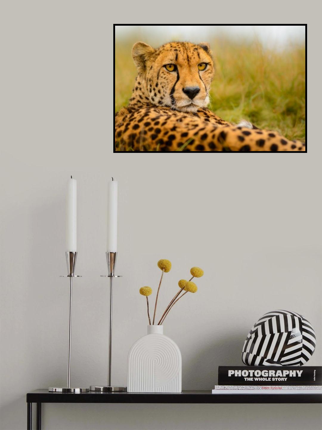 Cheetah stare Poster och Canvastavla