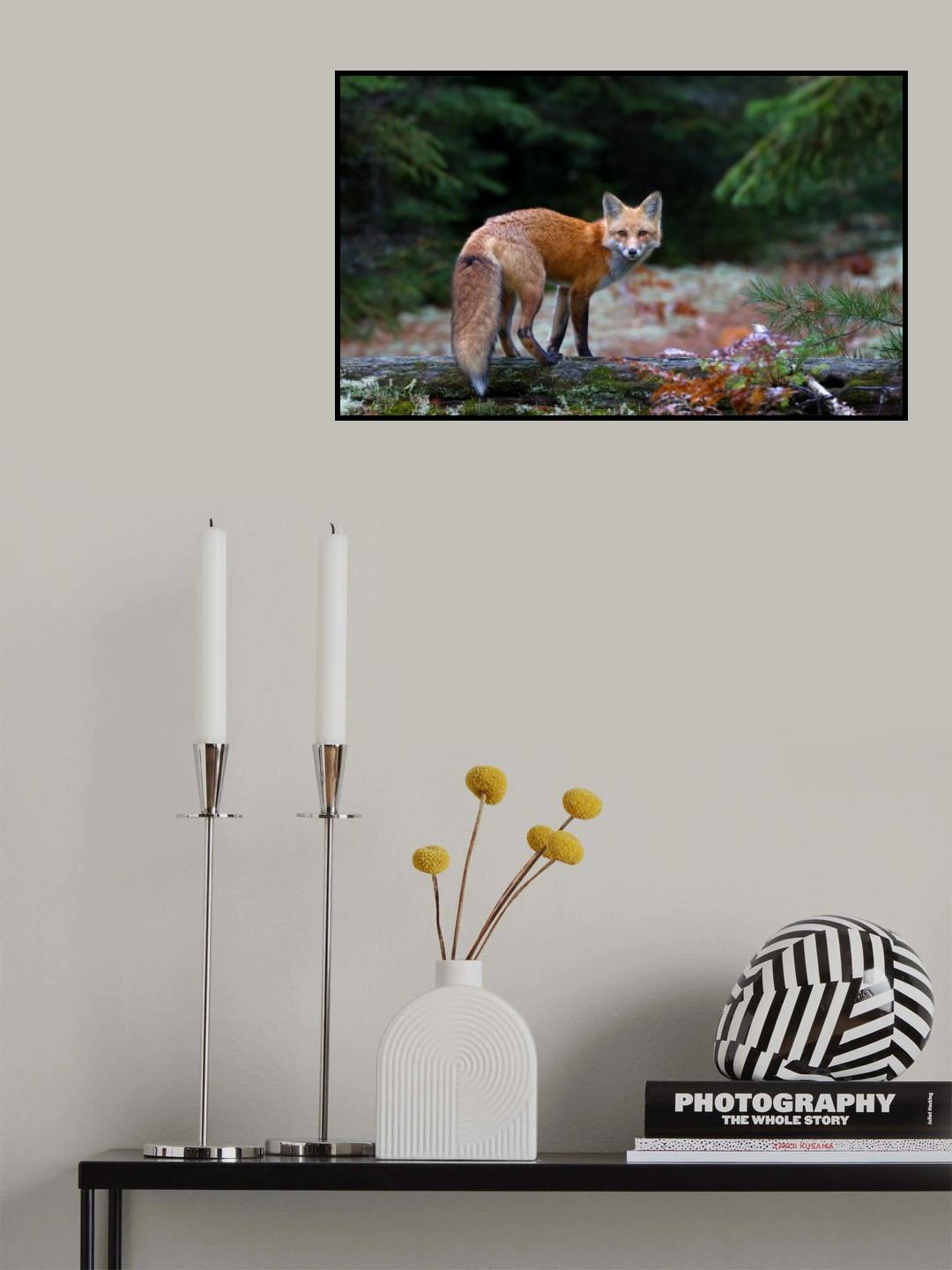 Red Fox in Algonquin Park Poster och Canvastavla