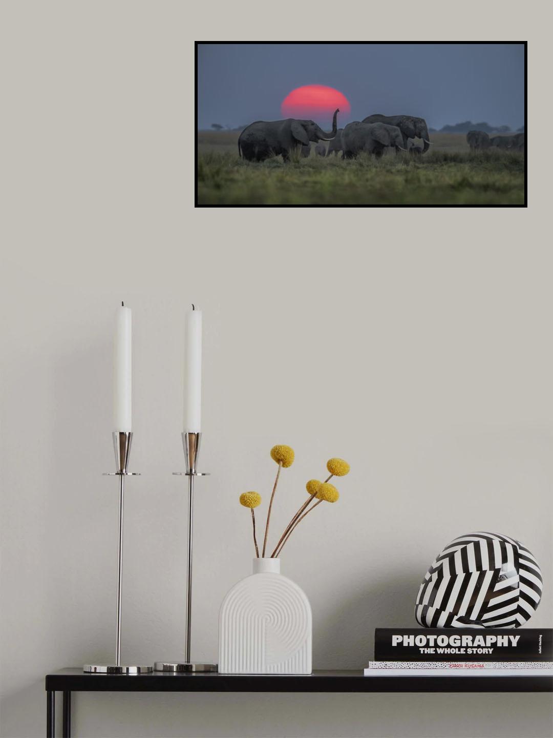 Elephant party under sunset Poster och Canvastavla