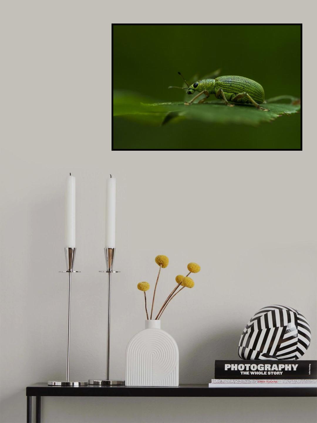 Phyllobius virideaeris Poster och Canvastavla