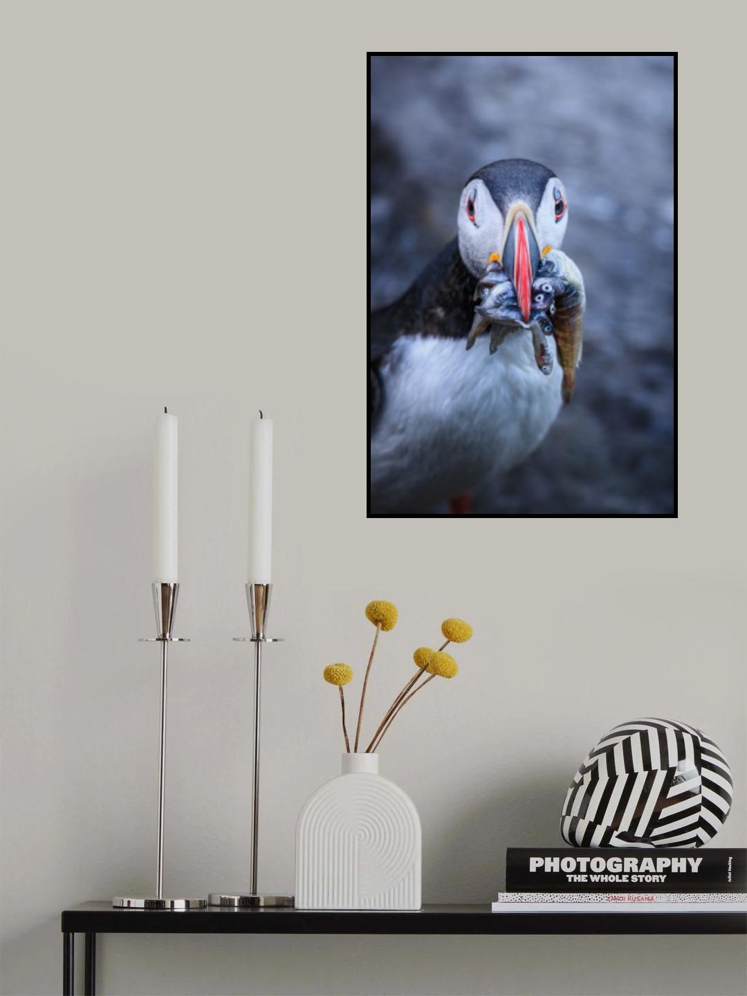 Puffin with breakfast Poster och Canvastavla