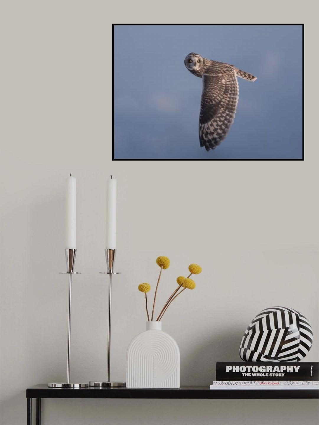 Short-eared Owl Poster och Canvastavla