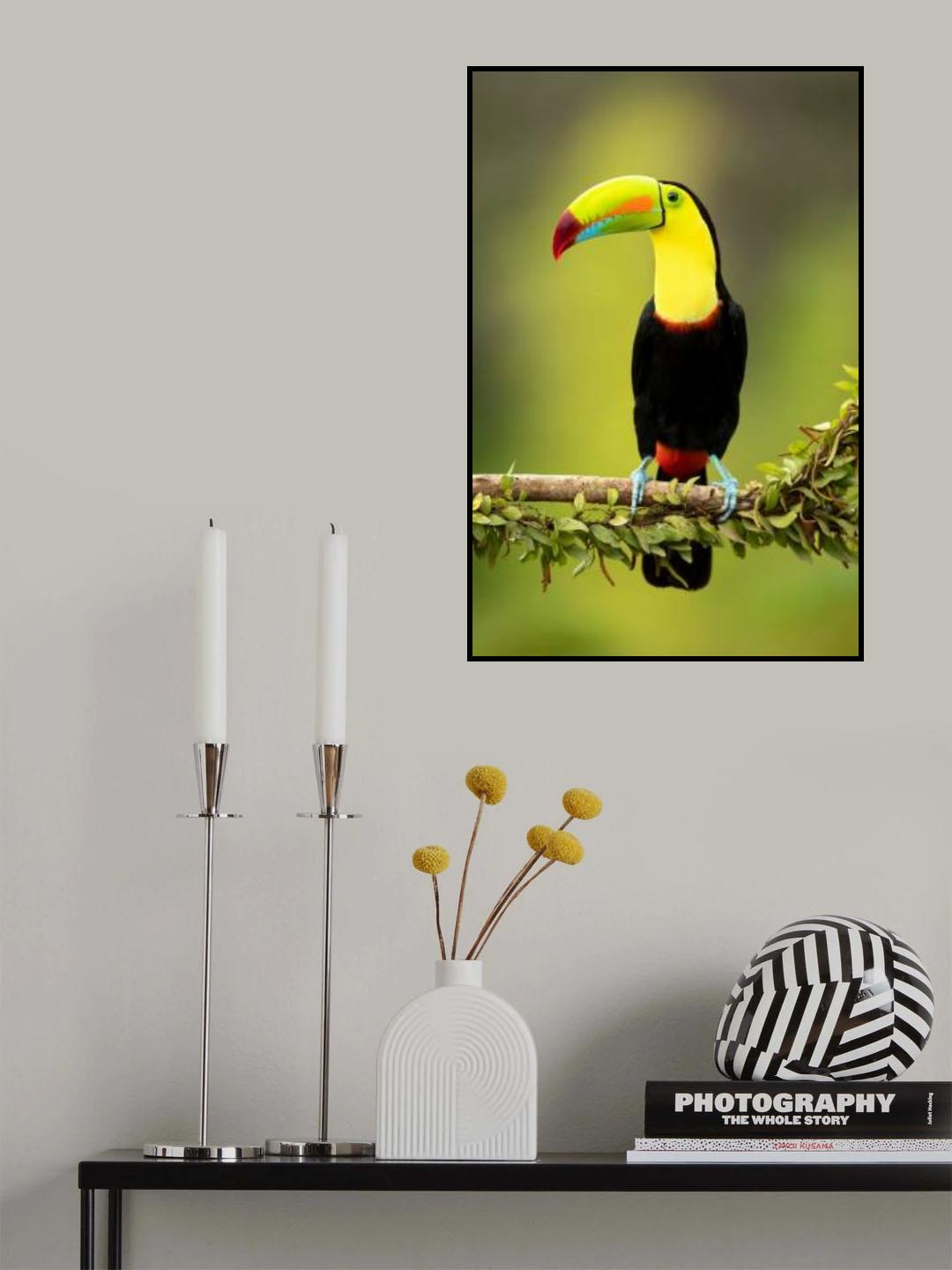 Keel-billed toucan Poster och Canvastavla