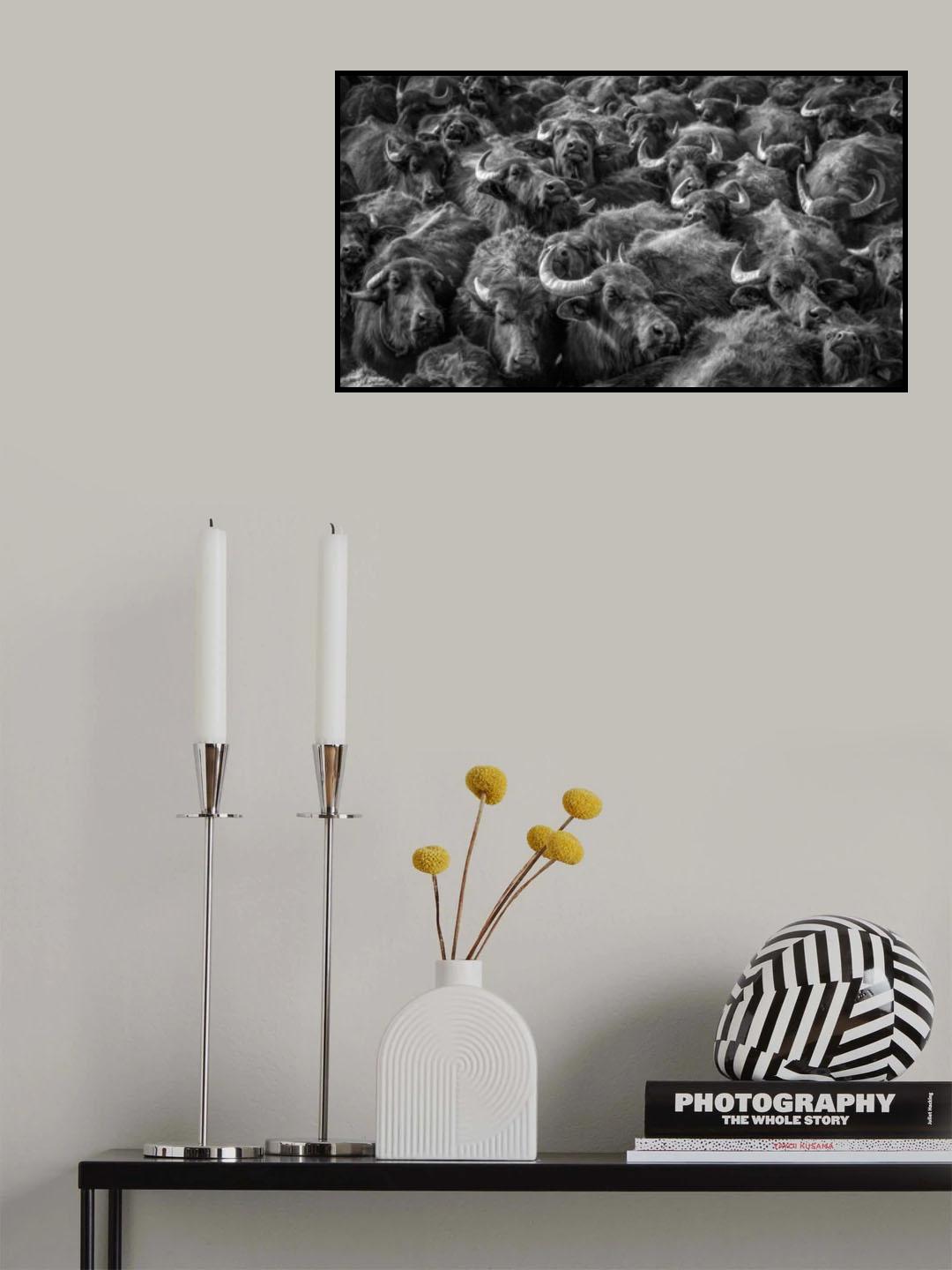asian buffaloes Poster och Canvastavla