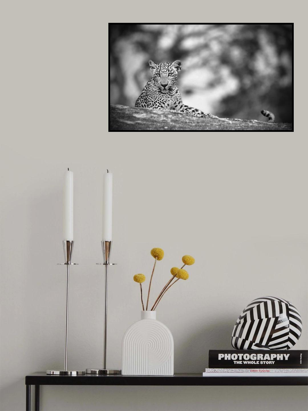 Leopard Poster och Canvastavla