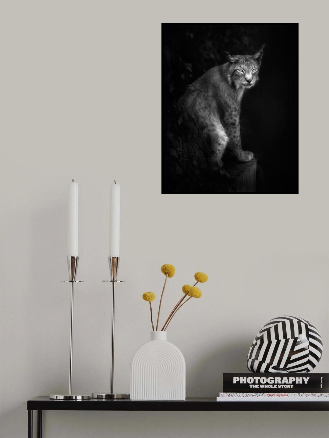 Lynx portrait in B&W Poster och Canvastavla