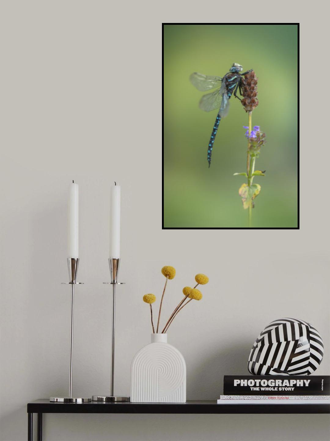 Aeshna juncea Poster och Canvastavla