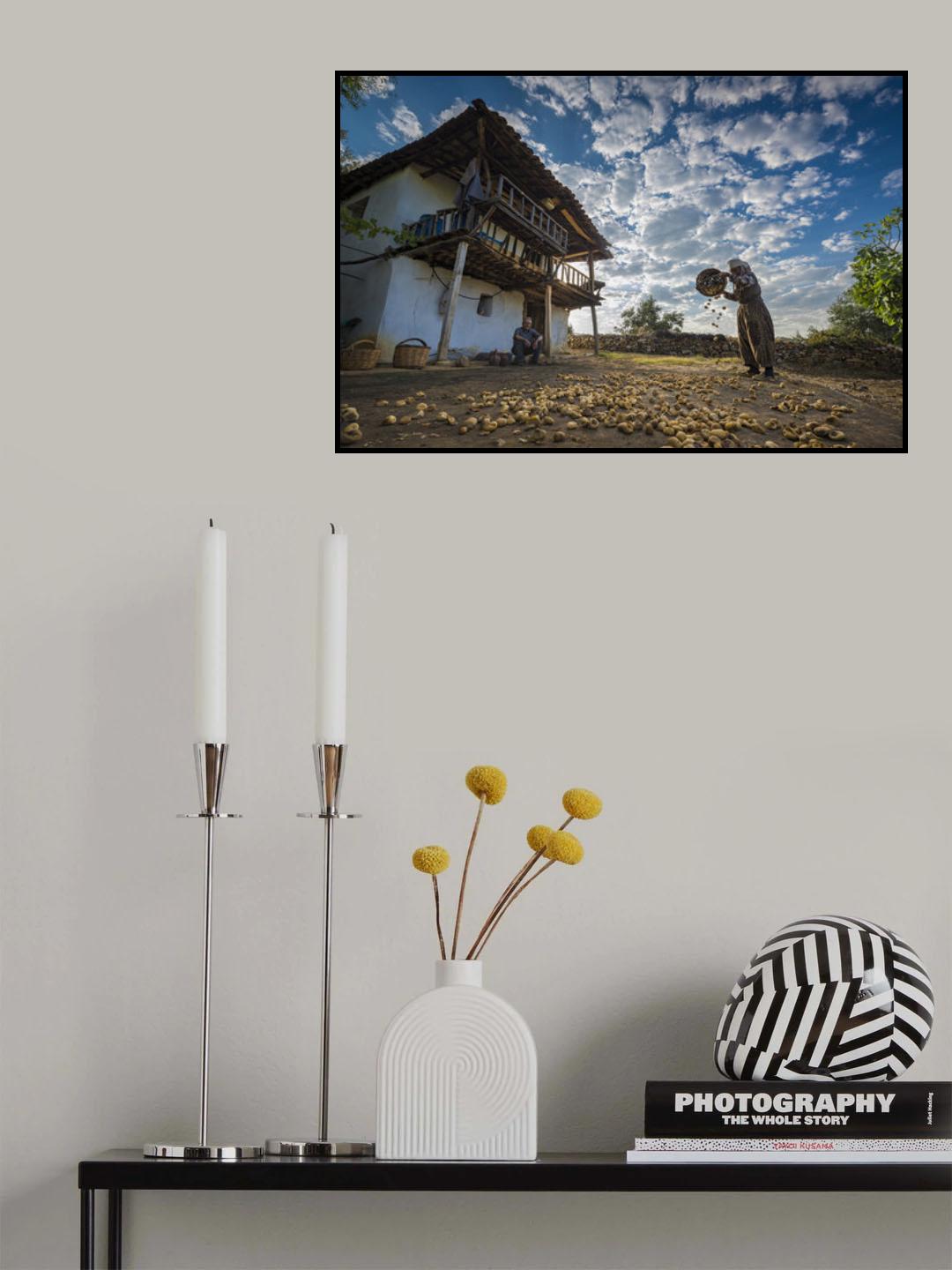 Drying Fig Poster och Canvastavla