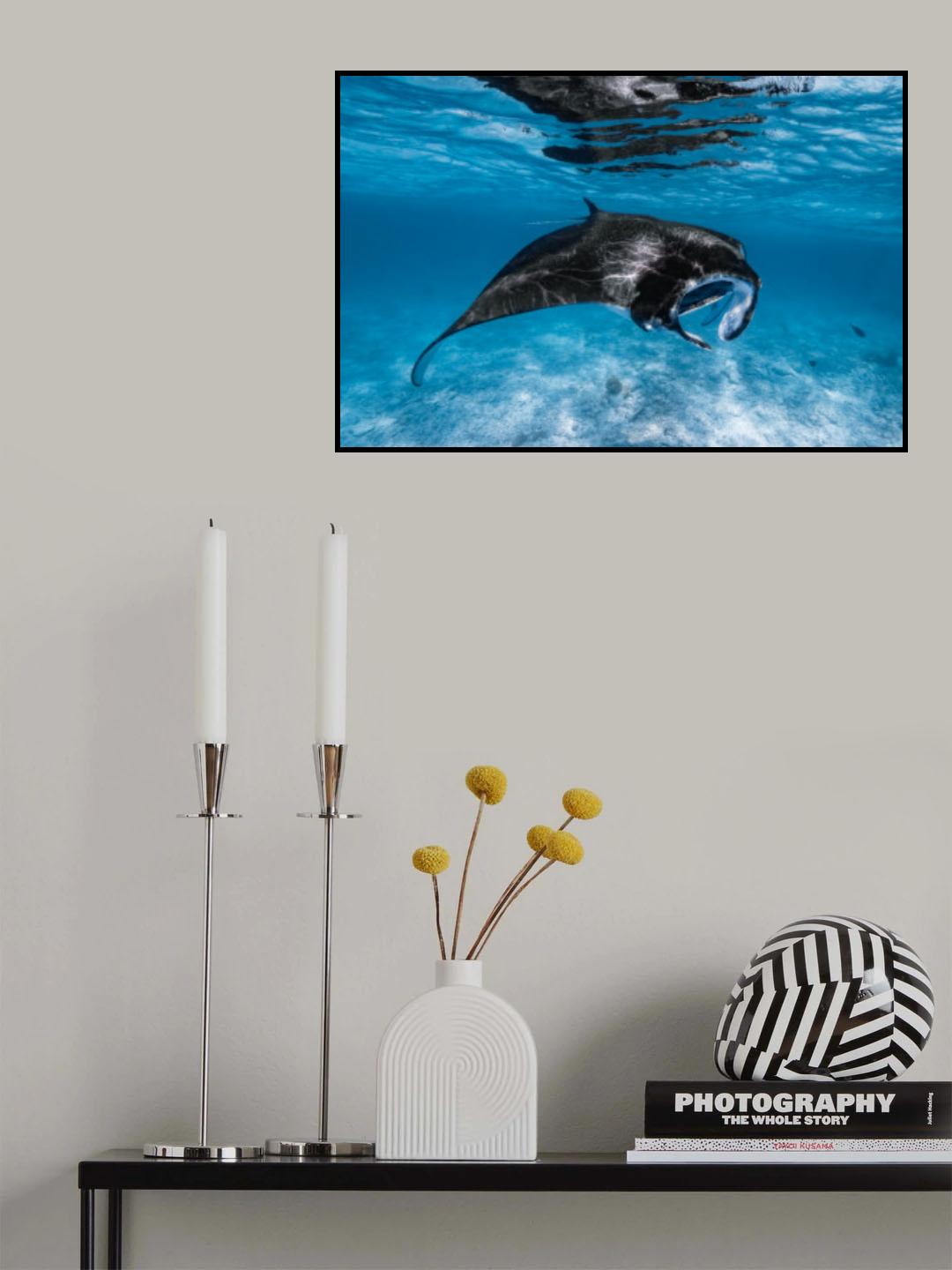 Manta Feeding #1 Poster och Canvastavla