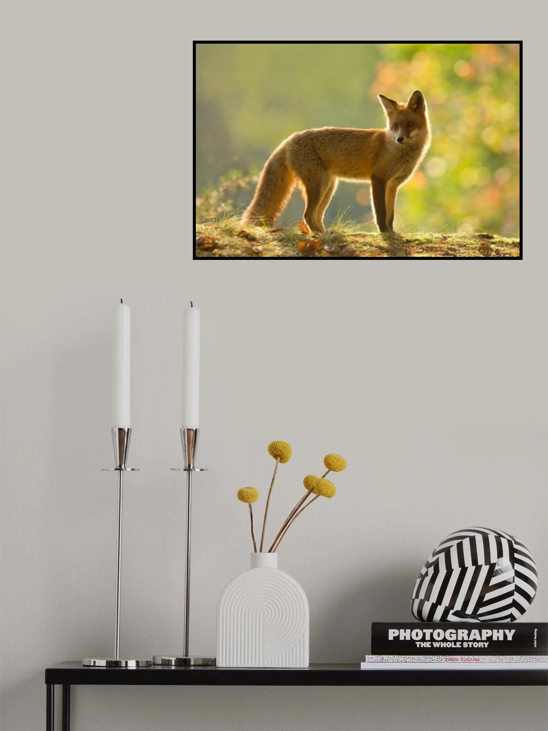 Red fox Poster och Canvastavla
