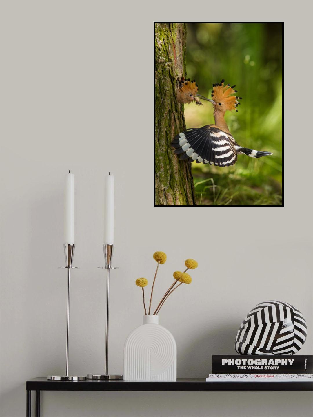 The hoopoe is feeding its chick. Still is flying and putting some insect in its beak. Typical forest Poster och Canvastavla