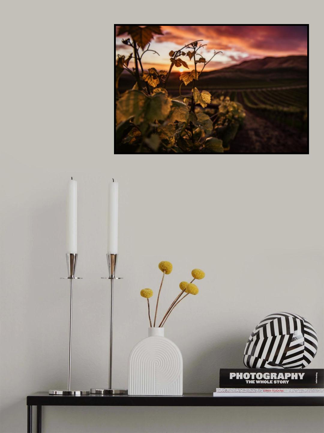 Vineyard at Sunset Poster och Canvastavla