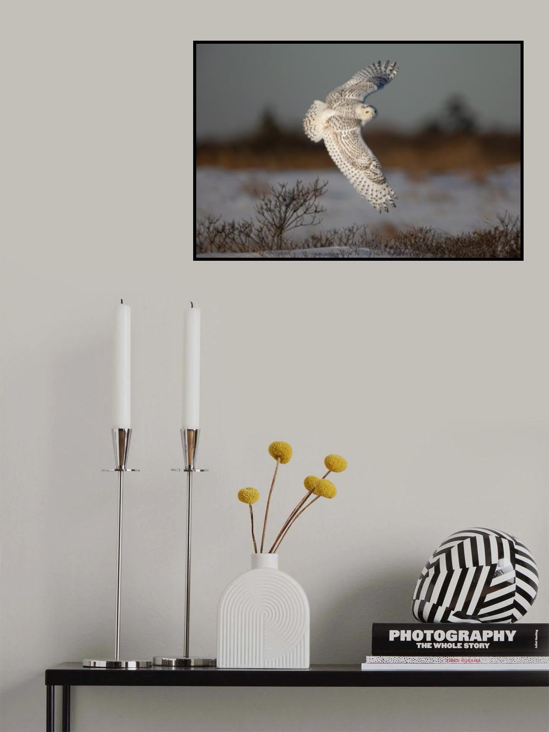 Snowy Owl Poster och Canvastavla