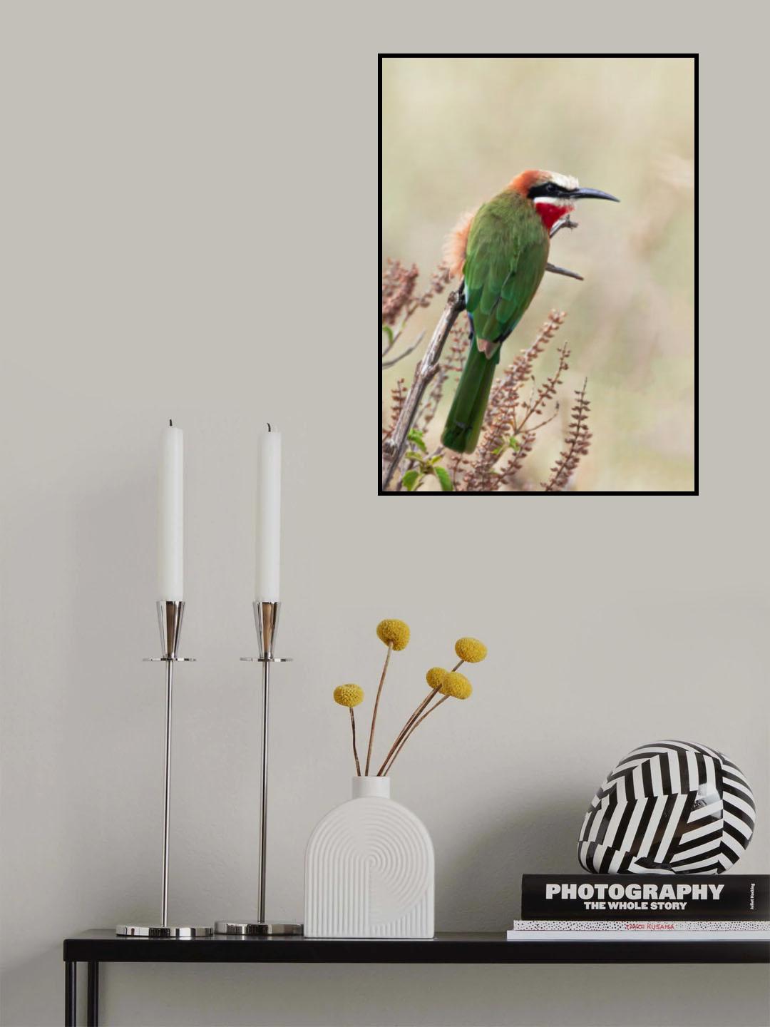 White fronted bee eater Poster och Canvastavla