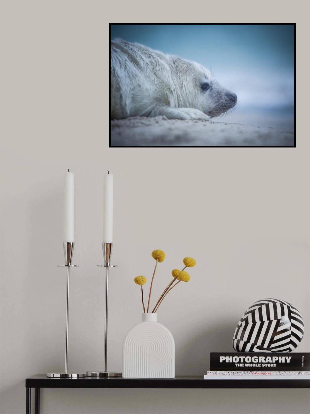Baby Seal Poster och Canvastavla