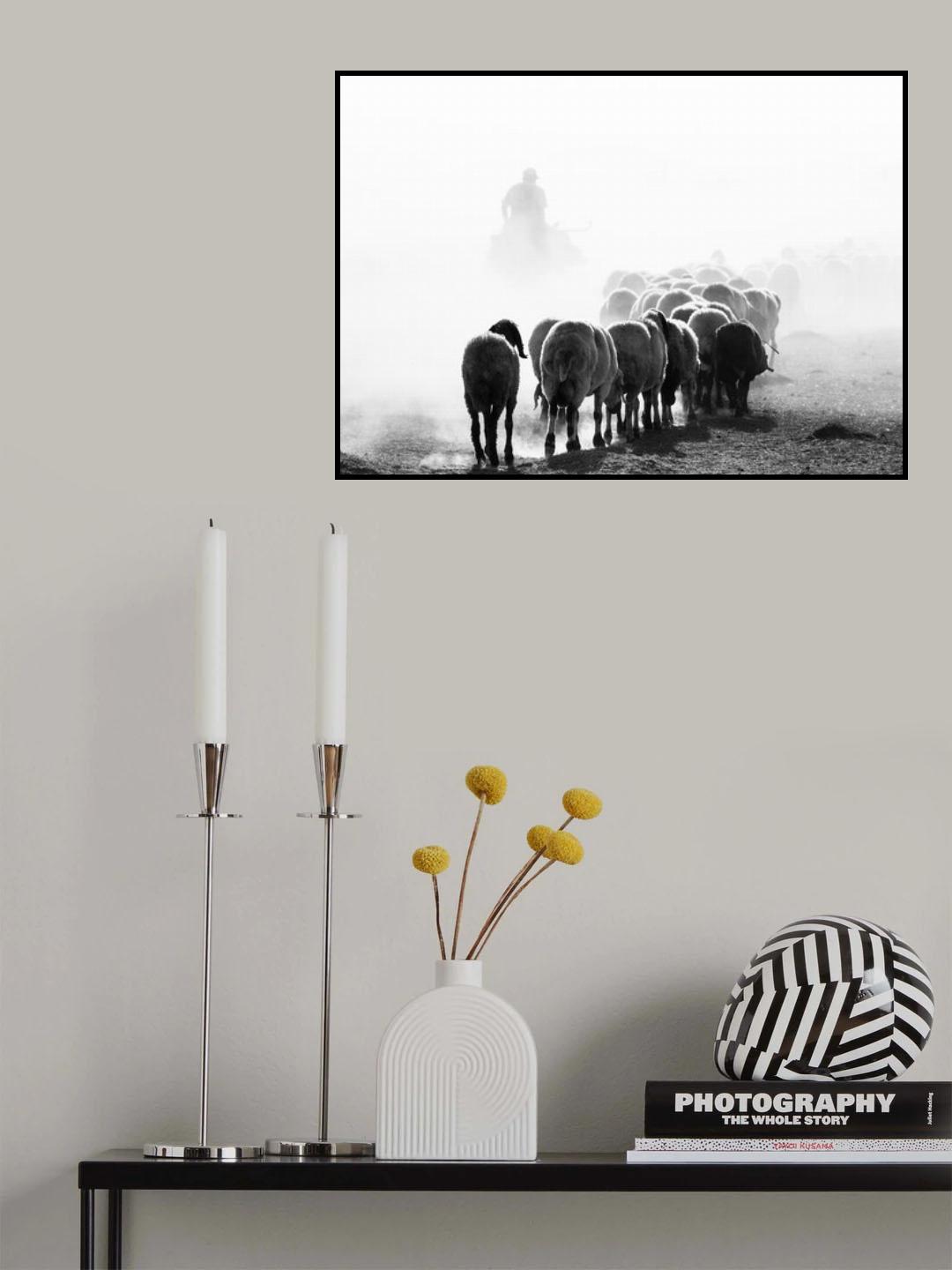 black end white shepherd Poster och Canvastavla