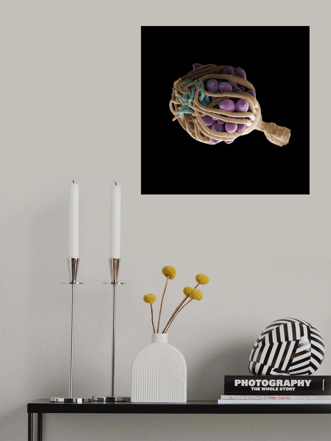 Protection Poster och Canvastavla