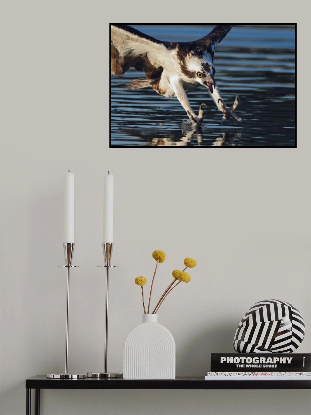 Osprey in action... Poster och Canvastavla