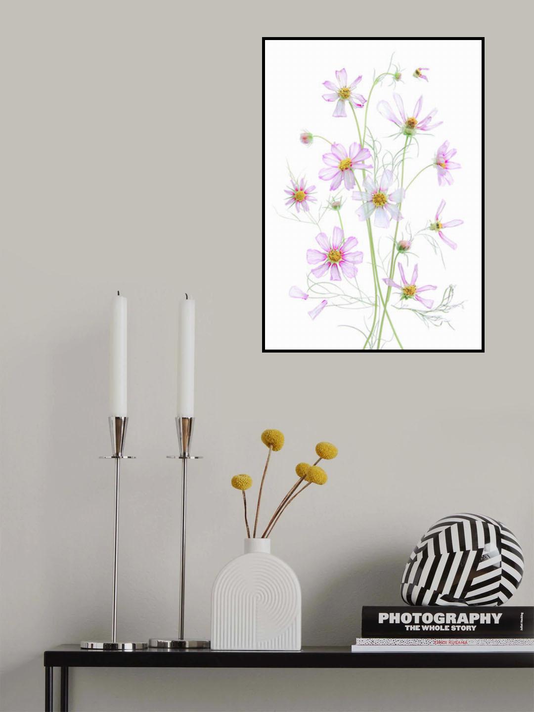 Cosmos Poster och Canvastavla