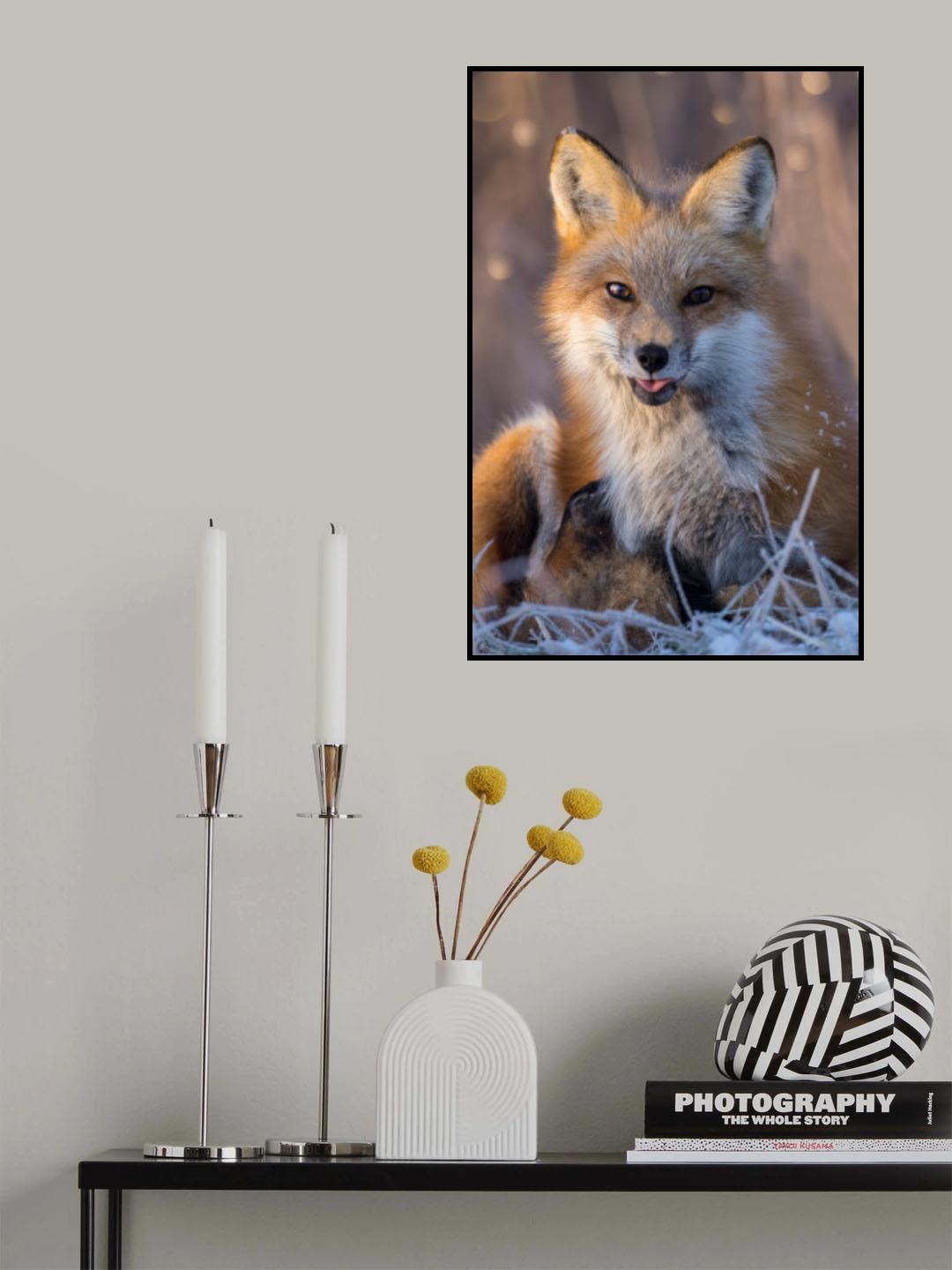Christmas Fox Poster och Canvastavla