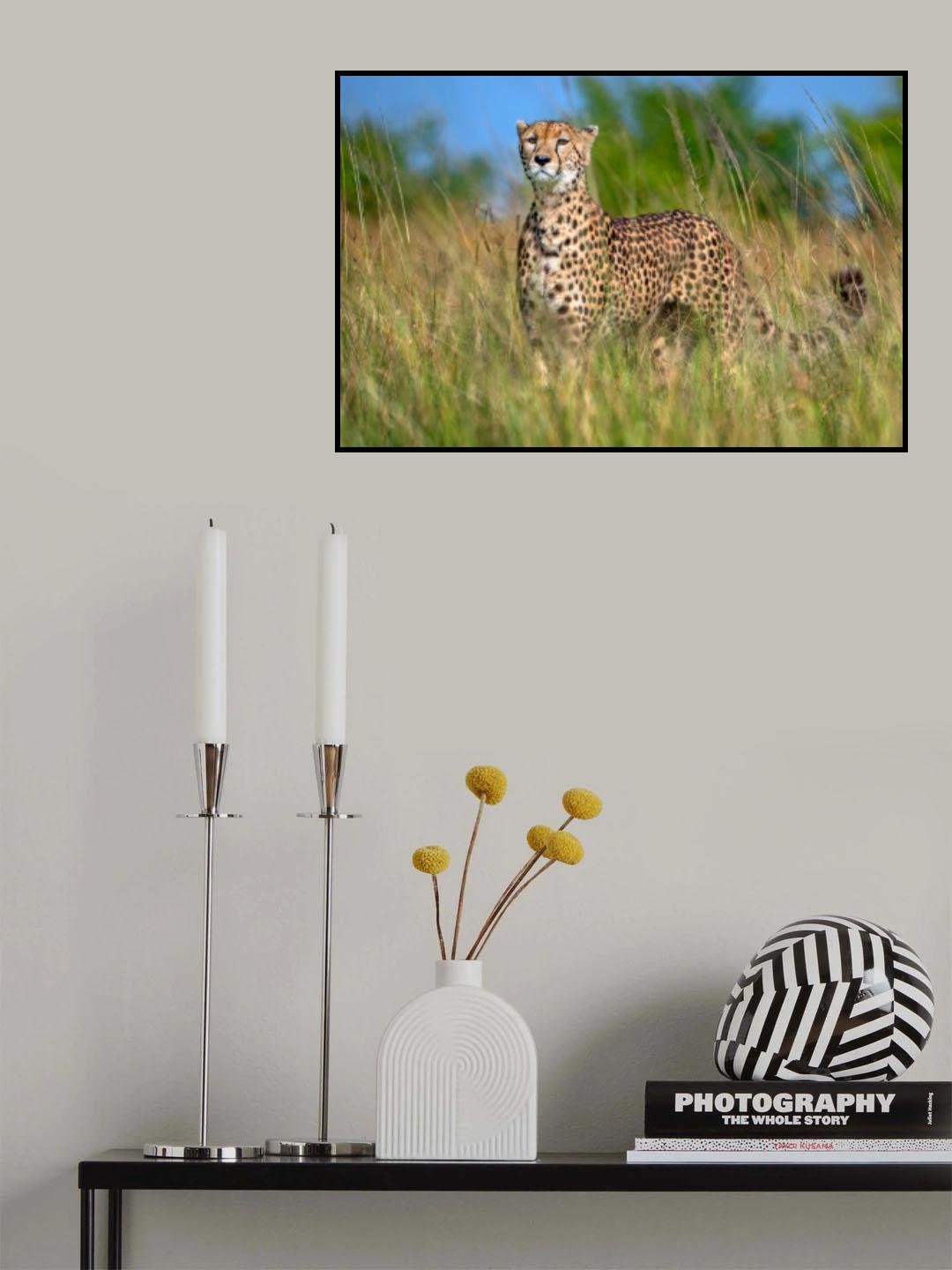 Looking for prey Poster och Canvastavla