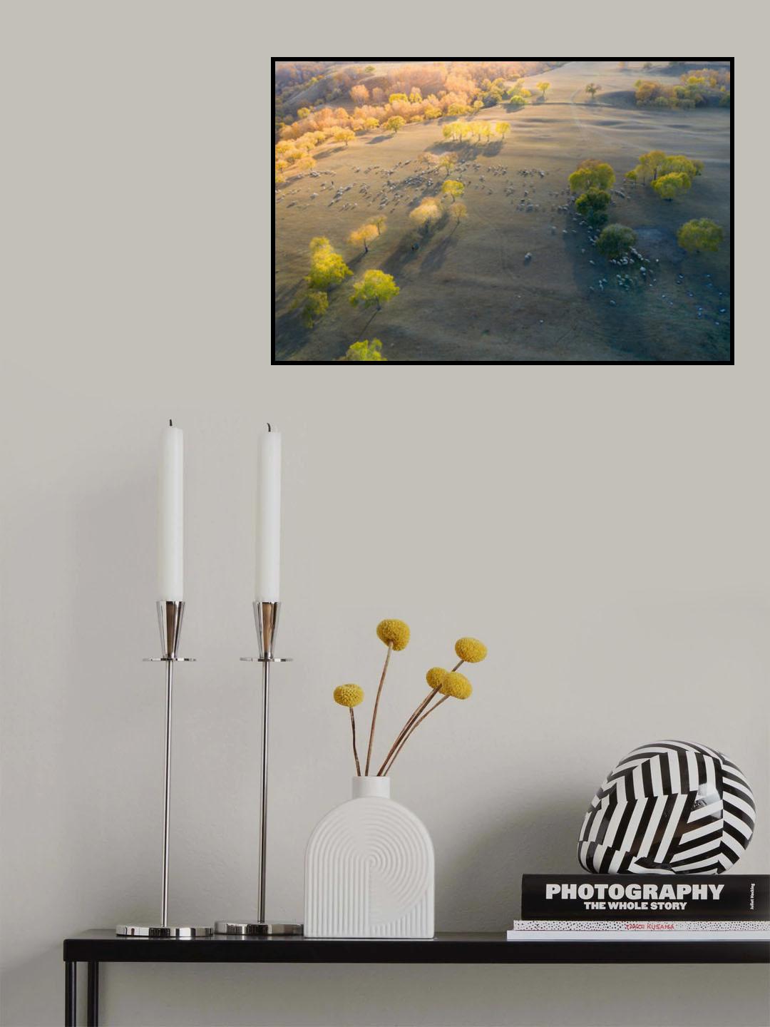 Grazing gheep Poster och Canvastavla