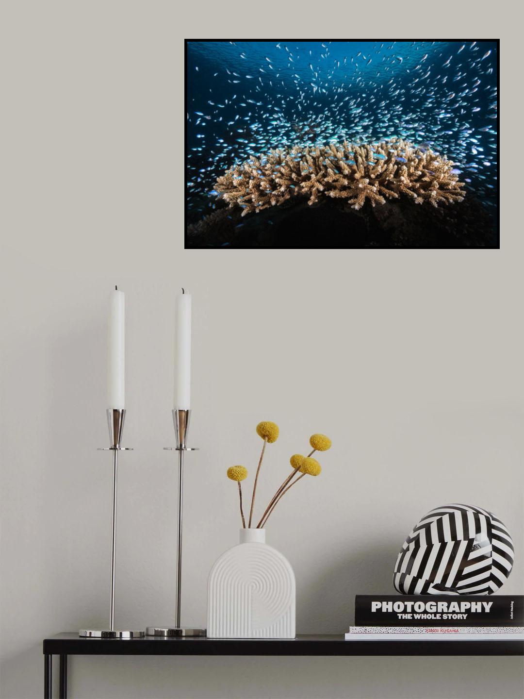 Underwater Life Poster och Canvastavla