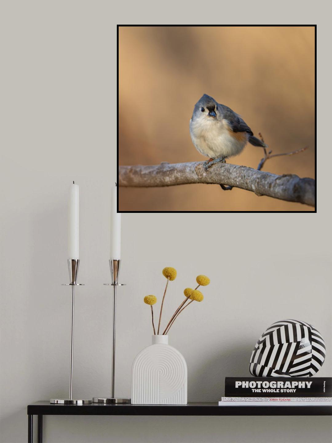 Tufted titmouse Poster och Canvastavla